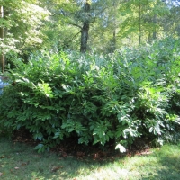 2016-09-11-ickworth-05