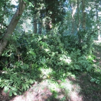 2016-09-11-ickworth-13