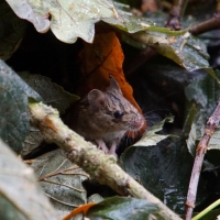 2016-10-09-kyson-hill-06