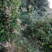 2016-10-23-ickworth-park-01 2016-10-23-ickworth-park-01