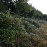 2016-10-23-ickworth-park-02 2016-10-23-ickworth-park-02