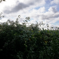 2016-10-23-ickworth-park-03 2016-10-23-ickworth-park-03