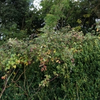2016-10-23-ickworth-park-06 2016-10-23-ickworth-park-06