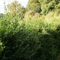 2016-10-23-ickworth-park-14 2016-10-23-ickworth-park-14
