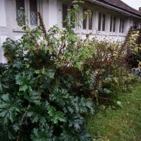 2016-11-20-lavenham-08