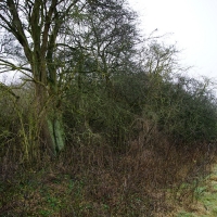 2016-12-18 Dedham Hall Farm 03