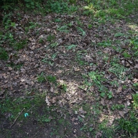 2017-04-09 Ickworth Park 06