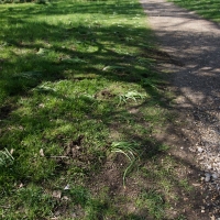 2017-04-09 Ickworth Park 14