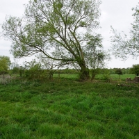 2017-04-23 Dedham Hall Farm 22 2017-04-23 Dedham Hall Farm 22