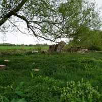 2017-04-23 Dedham Hall Farm 23 2017-04-23 Dedham Hall Farm 23