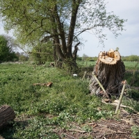 2017-04-23 Dedham Hall Farm 28 2017-04-23 Dedham Hall Farm 28