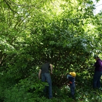 2017-05-21 Ickworth Park 01