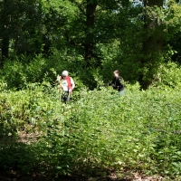 2017-05-21 Ickworth Park 04