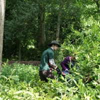 2017-05-21 Ickworth Park 06