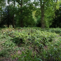 2017-05-21 Ickworth Park 07