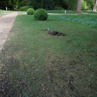 2017-05-21 Ickworth Park 10