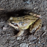 2017-06-18 Bridges Farm 13