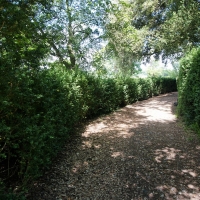 2017-07-02 Ickworth Park 03 2017-07-02 Ickworth Park 03