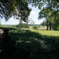 2017-07-02 Ickworth Park 17 2017-07-02 Ickworth Park 17