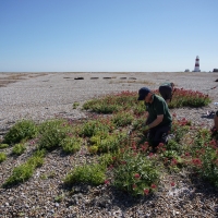 SNTV 2018-07-01 Orford Ness 03