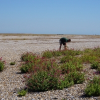 SNTV 2018-07-01 Orford Ness 07